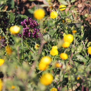 Indywidualna mieszanka ziół